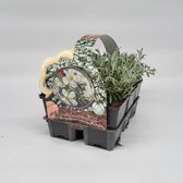 2x6 stuks (12 planten) in 6-Pack concept - Cerastium tomentosum - Bodembedekker - Vaste plant - Tuinplant - Winterhard - Groenblijvend - Groen - Witte bloem - Wit - Viltige hoornbloem