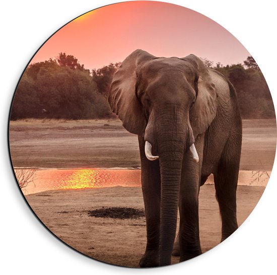 WallClassics - Dibond Wall Circle - Elephant at Sunset - 40x40 cm Photo sur Aluminium Wall Circle (avec système d'accrochage)