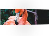 WallClassics - PVC Schuimplaat - Mooie Roze Flamingo - 120x40 cm Foto op PVC Schuimplaat (Met Ophangsysteem)