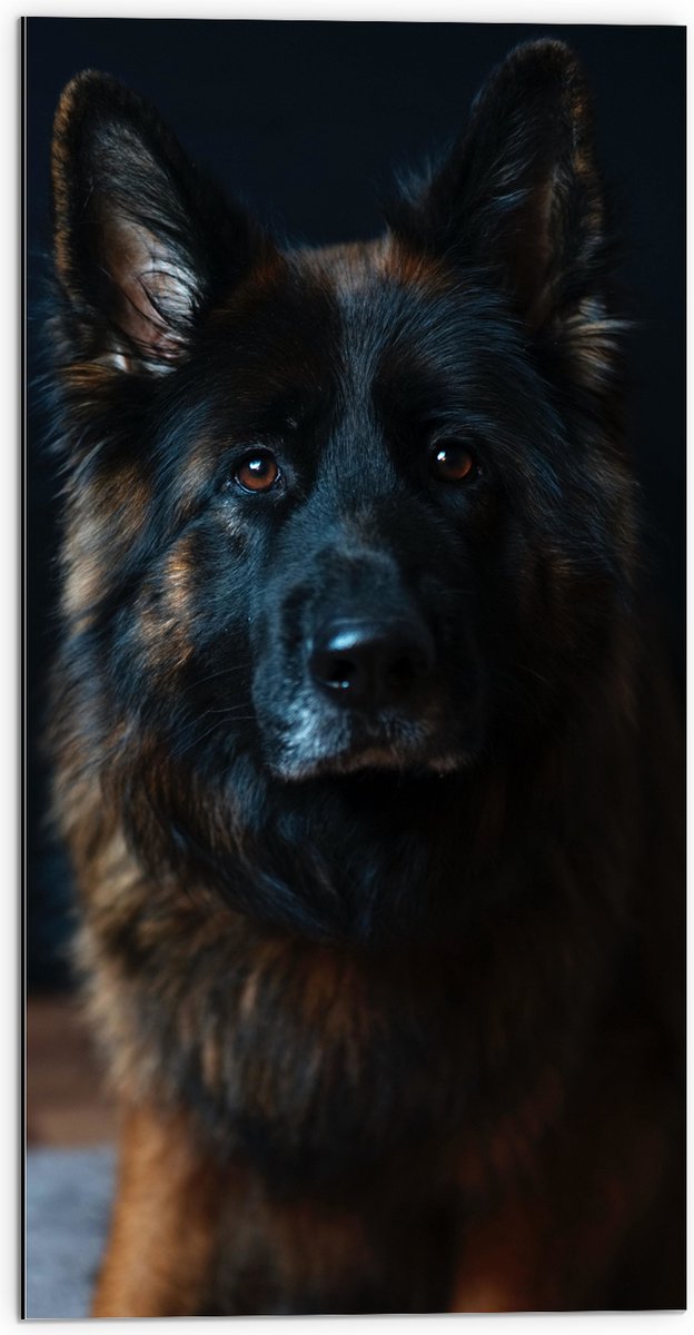 Dibond - Lieve Herdershond - 50x100 cm Foto op Aluminium (Wanddecoratie van metaal)