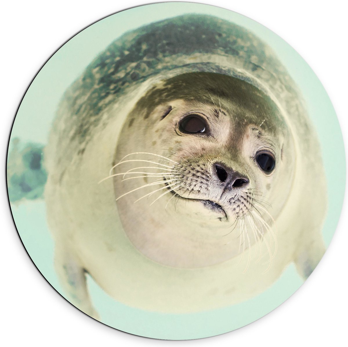 WallClassics - Dibond Muurcirkel - Lieve Zeehond in het Water - 70x70 cm Foto op Aluminium Muurcirkel (met ophangsysteem)