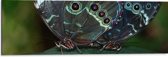 WallClassics - Dibond - Mooie Zwarte Vlinders op een Blad - 90x30 cm Foto op Aluminium (Wanddecoratie van metaal)