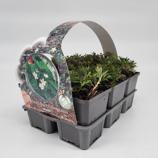 2x6 stuks (12 planten) in 6-Pack concept - Potentilla tridentata 'Nuuk' - Bodembedekker - Vaste plant - Tuinplant - Winterhard - Groenblijvend - Groen - Ganzerik - Heesterganzerik