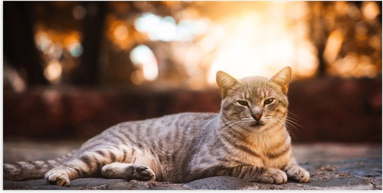 WallClassics - Poster Glossy - Lazy Cat - 100x50 cm Photo sur Papier Poster avec Finition Brillante