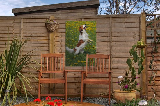 Kooiker se dresse sur les pattes de derrière affiche de jardin toile en vrac 40x60 cm - petit - toile de jardin / toile d'extérieur / Peintures pour l'extérieur (décoration de jardin)