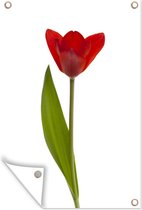 Tuindecoratie Rode tulp voor witte achtergrond - 40x60 cm - Tuinposter - Tuindoek - Buitenposter