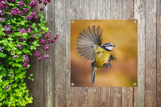 Affiche de jardin Mésange en volant 100x100 cm - Toile de jardin / Toile d'extérieur / Peintures d'extérieur (décoration de jardin)