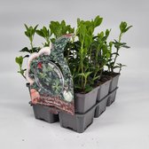 2x6 stuks (12 planten) in 6-Pack concept - Pachysandra term. 'Green Sheen' - Bodembedekker - Vaste plant - Tuinplant - Winterhard - Groenblijvend - Groen - Dikkemanskruid - Schaduwplant