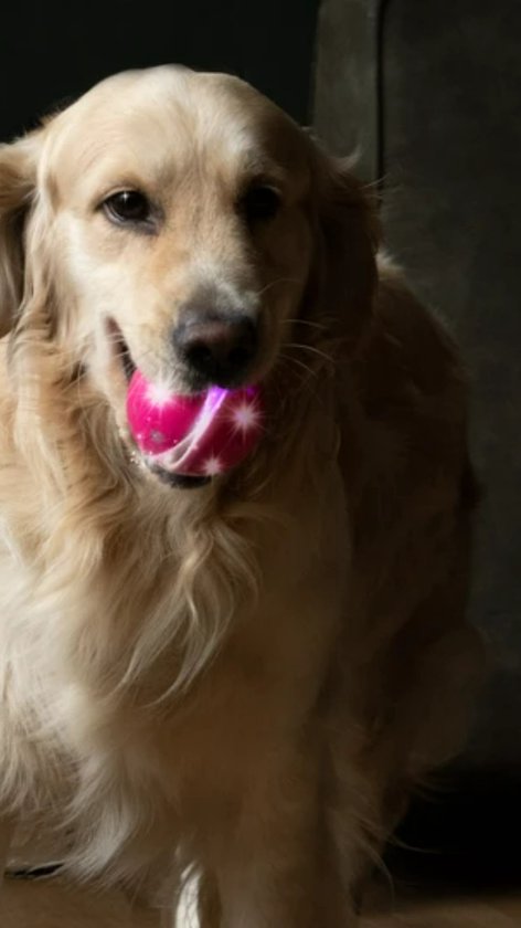 Gouden retriever met een roze Dog Comets bal in zijn bek, bal licht op.