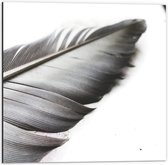 WallClassics - Dibond - Grote Veer Zwart-Wit - 50x50 cm Foto op Aluminium (Wanddecoratie van metaal)