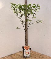 Biologische Elstar Appelboom -Fruitboom- 120 cm hoog- Laagstam- Potgekweekt- professioneel telersras