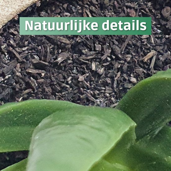 Close-up van de donkere aarde en groene bladeren van een kunstvetplant. "Natuurlijke details".