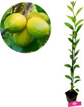 Citrus auratifolia - Limoen' limoenplant - 9cm pot - Hoogte +40cm