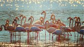 Poster flamingo's | Fotofabriek dieren poster | Poster natuur