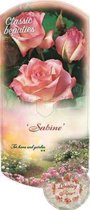 Rosa 'Sabine' - Roos in pot
