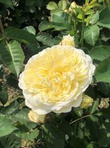 Rosa 'The Pilgrim' - Roos in pot