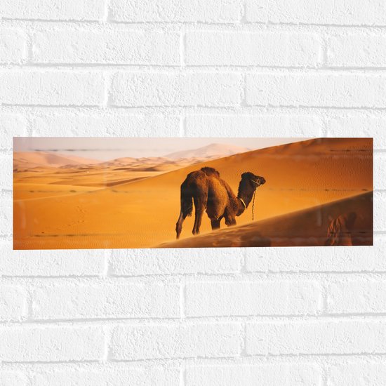 WallClassics - Muursticker - Dromedaris Alleen in Woestijn - 60x20 cm Foto op Muursticker