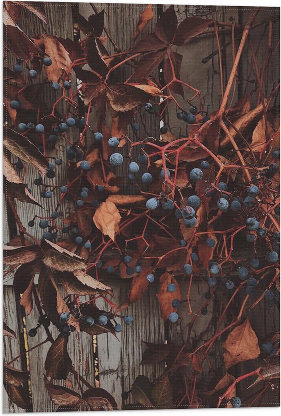 WallClassics - Vlag - Bruine Plant met Bessen aan de Schutting - 40x60 cm Foto op Polyester Vlag