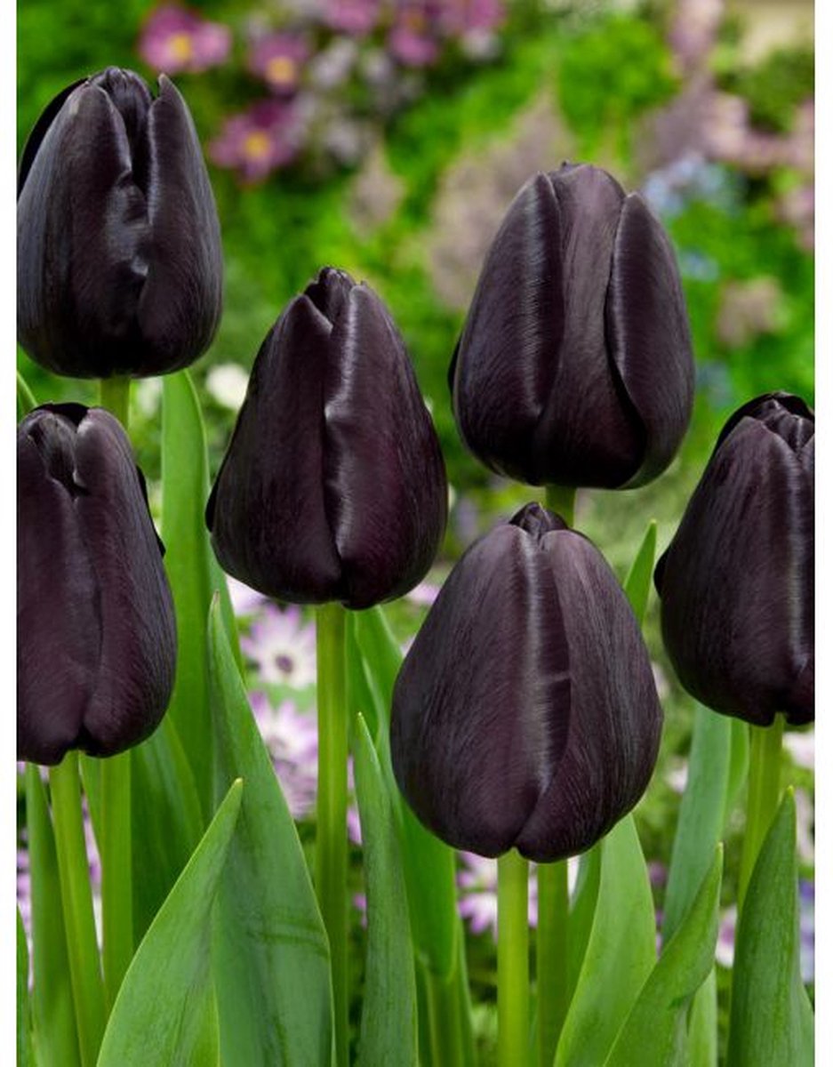 Jub Holland - Tulpen Queen of Night - 20 Bloembollen - Bruin / Zwarte Tulpen - Tulpenbollen - Hoge Tulpen 60 cm. - Budget Sinterklaas - Kerst Cadeautjes
