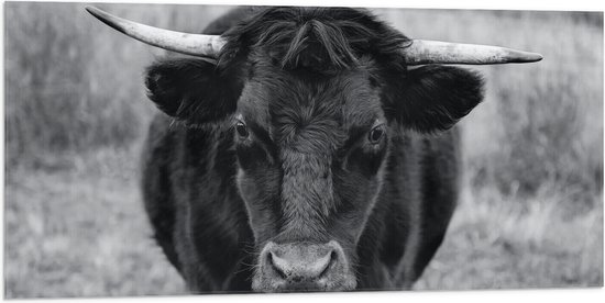 WallClassics - Drapeau - Photo Zwart et Wit du Taureau - 100x50 cm Photo sur drapeau en polyester