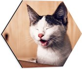 WallClassics - Dibond Hexagon - Gapende Witte Kat - 30x26.1 cm Foto op Hexagon (Met Ophangsysteem)