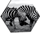WallClassics - Dibond Hexagon - Vechtende Zebra's  - 30x26.1 cm Foto op Hexagon (Met Ophangsysteem)