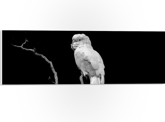 WallClassics - PVC Schuimplaat- Witte Papagaai op Tak - 60x20 cm Foto op PVC Schuimplaat