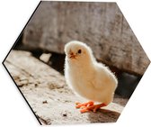 WallClassics - Dibond Hexagone - Klein Poussin - Photo 30x26,1 cm sur Hexagone (avec système de suspension)