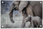 WallClassics - Tuinposter – Wandelende Baby Olifant met Moeder - 60x40 cm Foto op Tuinposter  (wanddecoratie voor buiten en binnen)