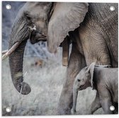 WallClassics - Tuinposter – Wandelende Baby Olifant met Moeder - 50x50 cm Foto op Tuinposter  (wanddecoratie voor buiten en binnen)