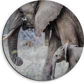 WallClassics - Dibond Muurcirkel - Wandelende Baby Olifant met Moeder - 40x40 cm Foto op Aluminium Muurcirkel (met ophangsysteem)