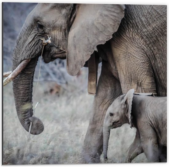 WallClassics - Dibond - Wandelende Baby Olifant met Moeder - 50x50 cm Foto op Aluminium (Met Ophangsysteem)