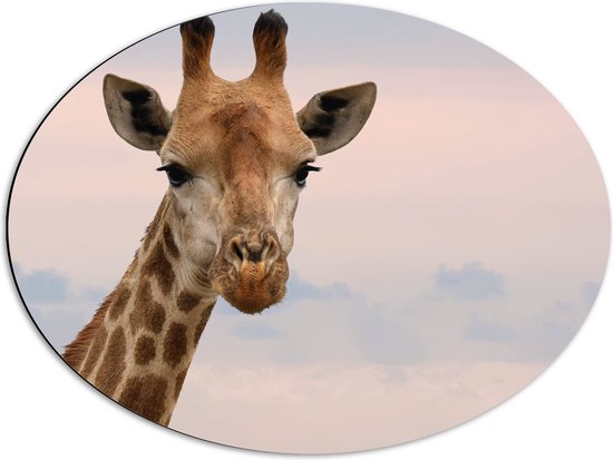 WallClassics - Dibond Ovaal - Giraffe Hoofd bij Roze Lucht - 68x51 cm Foto op Ovaal (Met Ophangsysteem)