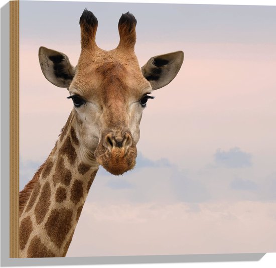 WallClassics - Hout - Giraffe Hoofd bij Roze Lucht - 50x50 cm - 12 mm dik - Foto op Hout (Met Ophangsysteem)