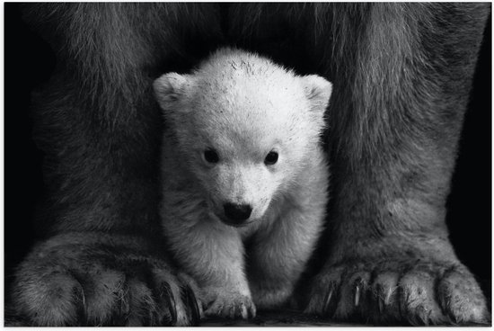 WallClassics - Poster brillant – Petit ours polaire entre les pieds d'un grand ours polaire – Photo 60 x 40 cm sur papier poster avec finition brillante