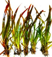 Lintgras (Vallisneria spiralis)  - Zuurstofplant - per 5 bundels - Opplanten in kleiige vijveraarde - Vijverplant- Vijverplanten Webshop
