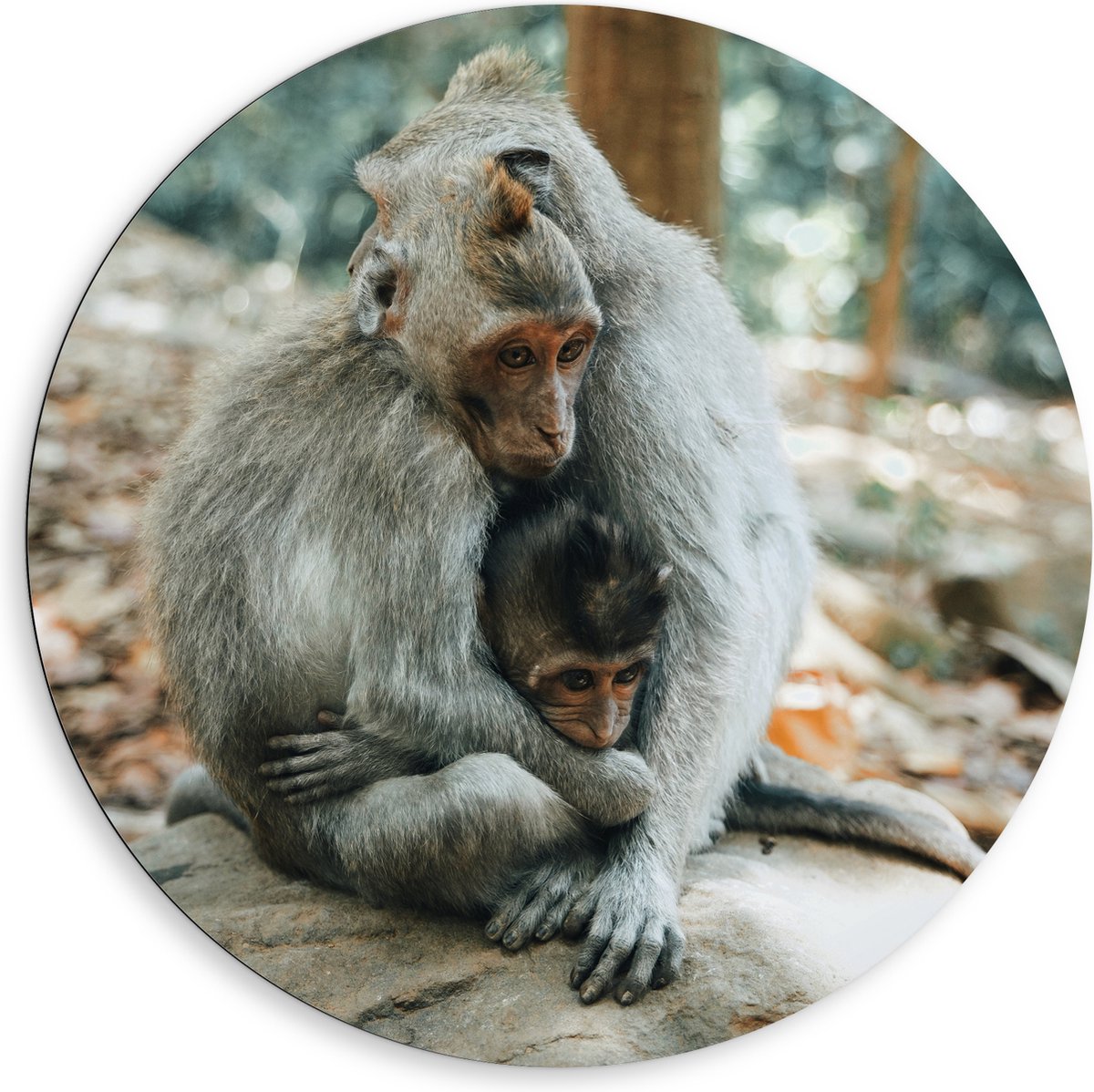 Dibond Muurcirkel - Drie Knuffelende Aapjes op een Steen - 80x80 cm Foto op Aluminium Muurcirkel (met ophangsysteem)