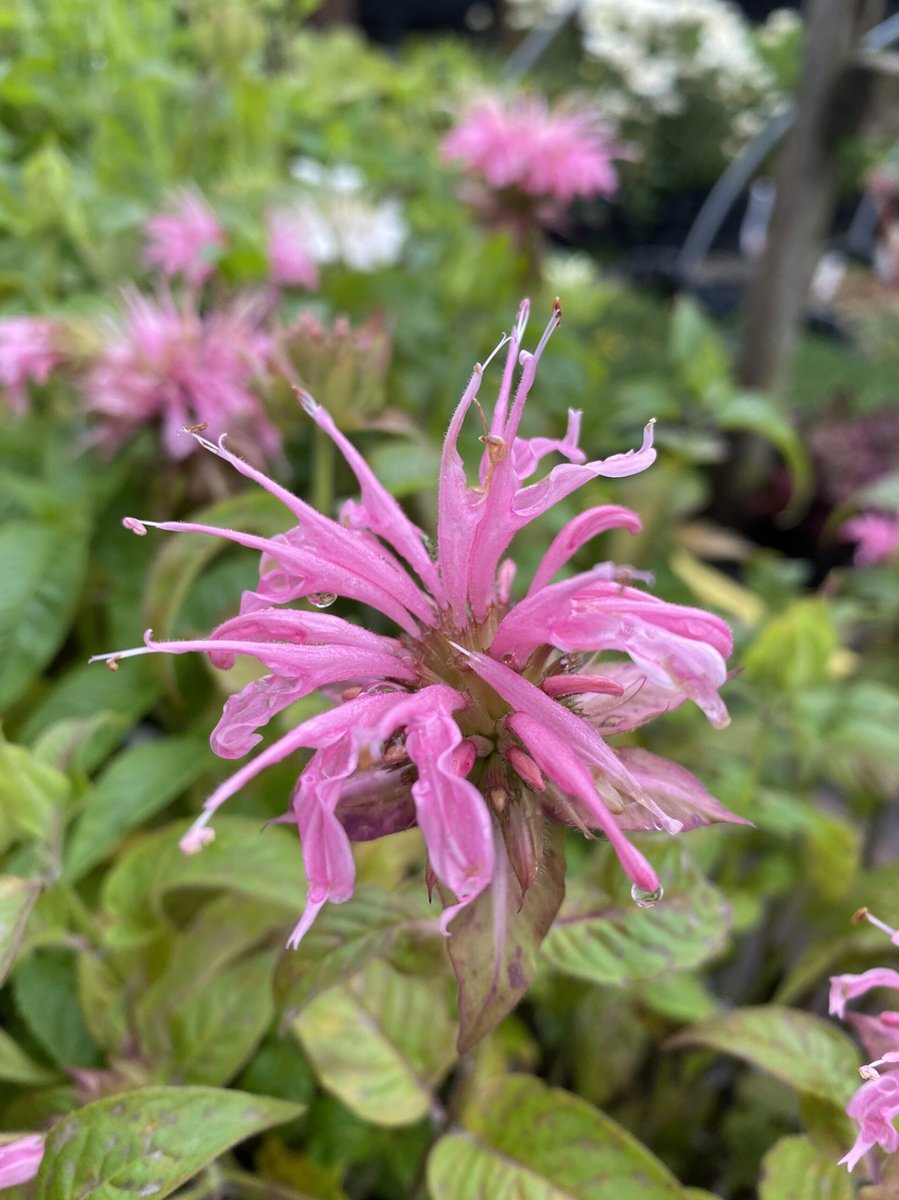 6 x Monarda 'Croftway Pink' - Bergamotplant - P9 Pot (9 x 9cm) - Dima Vaste Planten