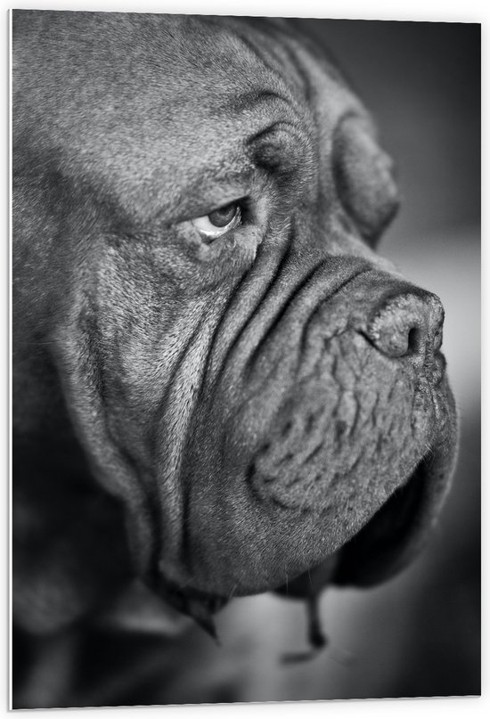 WallClassics - PVC Schuimplaat- Bordeaux hond Zwart / Wit - 60x90 cm Foto op PVC Schuimplaat