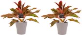 Decorum Duo 2 x Aglaonema Crete met Anna taupe - Set van 2 - Duynplant - Pot-plant combinaties- Hoogte  25 cm