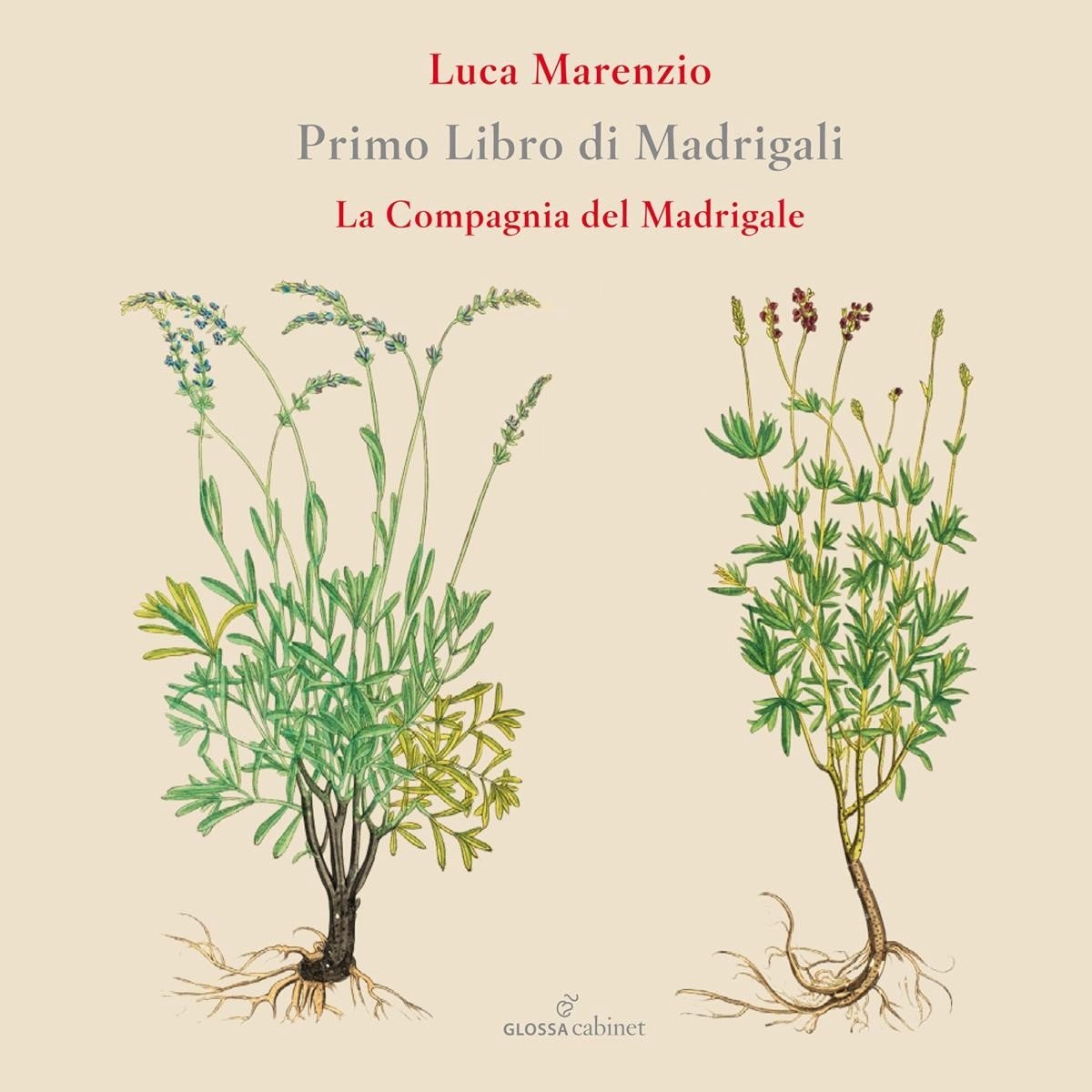La Compagnia Del Madrigale - Luca Marenzio: Primo Libro Di Madrigali (CD)