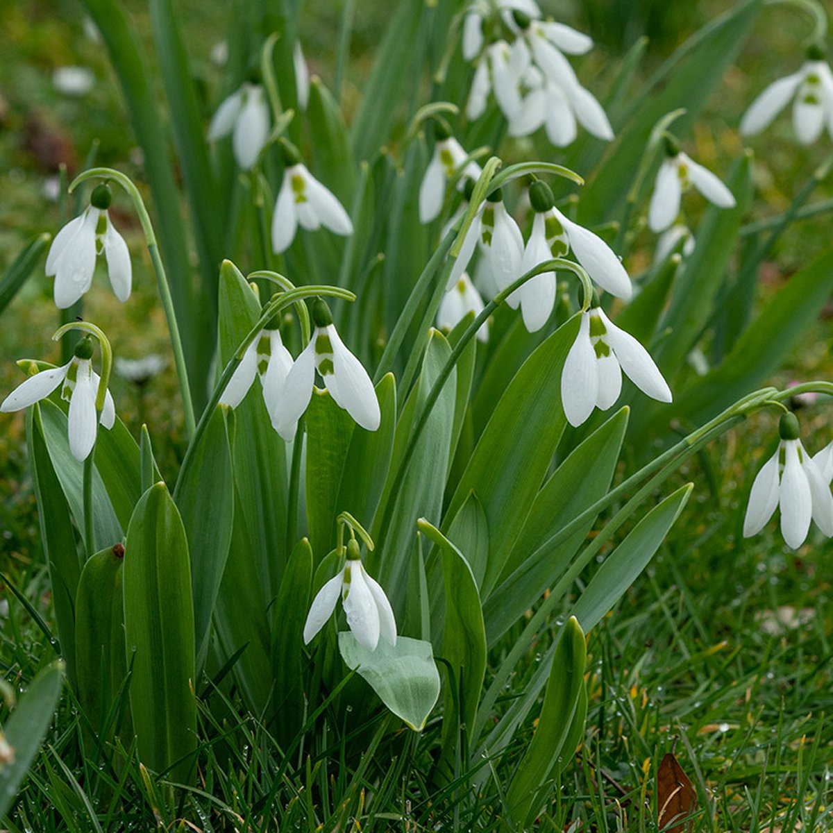 Grootverpakking Sneeuwklokje - Galanthus -verwildering - meerjarig | 100 stuks |