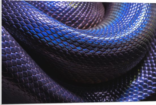 WallClassics - PVC Schuimplaat- Blauw Paarse Slangenhuid - 90x60 cm Foto op PVC Schuimplaat