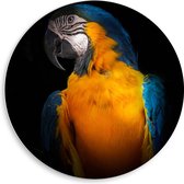 WallClassics - PVC Schuimplaat Muurcirkel - Blauw Gele Ara Papegaai - 50x50 cm Foto op Muurcirkel (met ophangsysteem)