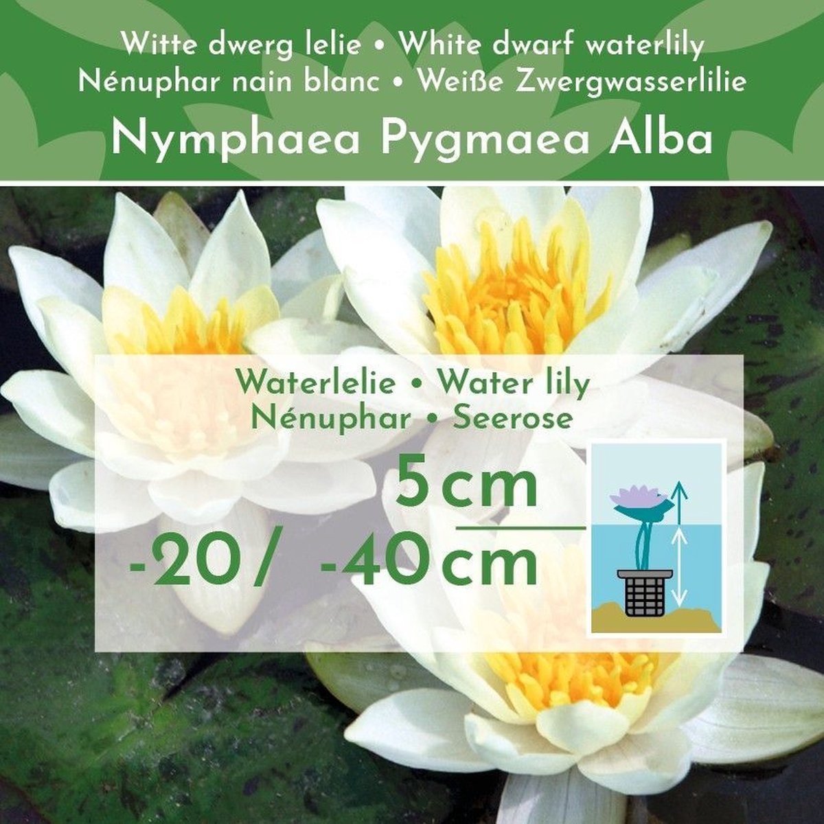 Plantpakket 36 | Vijverplanten webshop