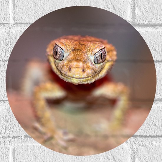 WallClassics - Muursticker Cercle - Reptile Lézard Marron - 30x30 cm Photo sur Muursticker