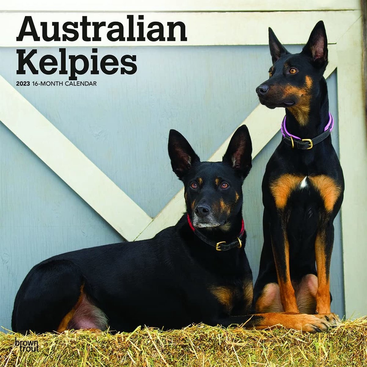 Australian Kelpie Kalender 2023