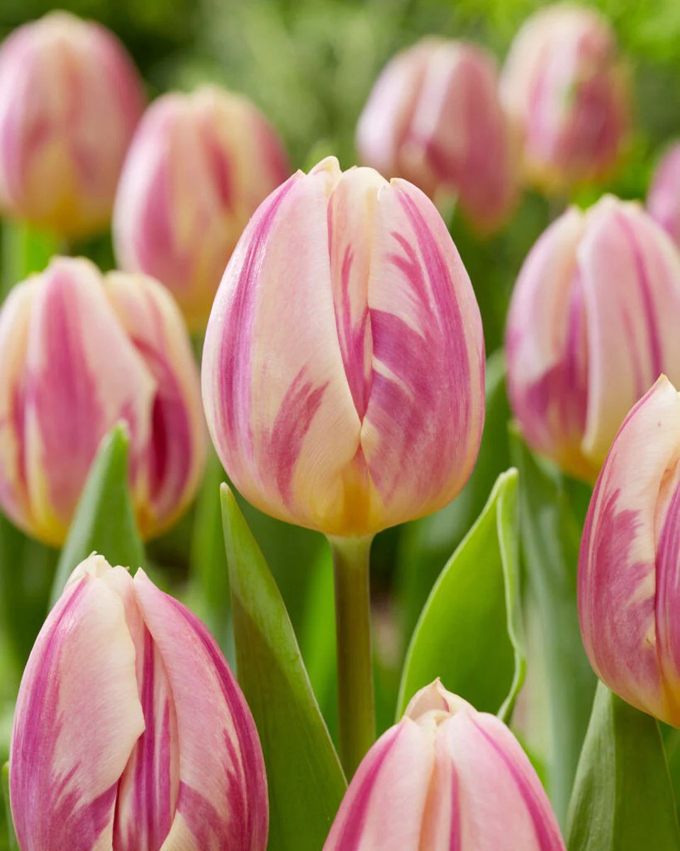 Tulp Happy feet 25 bollen maat 12/+