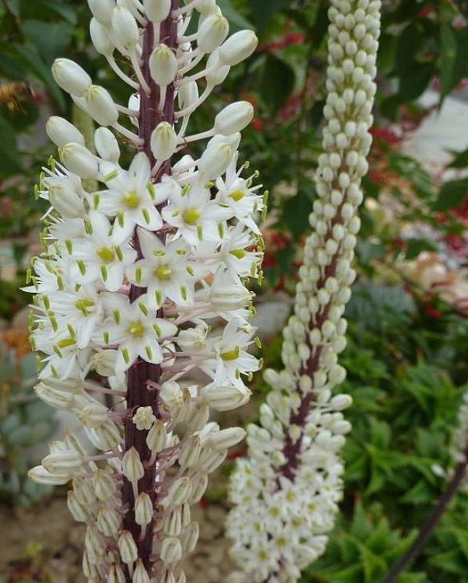 Urginea Maritima 3 bollen maat 24/+