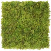 Lime Green | MOSS - 50 x 50 cm - Kunstmos voor decoratief binnen- en buiten gebruik - Groene moswand - 5j UV garantie - JIVANA